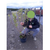 EXOCHORDA serratifolia SNOW WHITE (Arbuste aux perles à feuilles dentées) En pot de 10-12 litres forme buisson extra