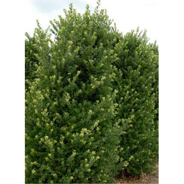 ILEX crenata (Houx crénelé ou houx japonais)1