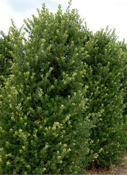ILEX crenata