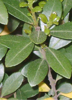 ILEX crenata