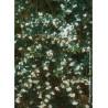OSMANTHUS delavayi