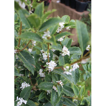 OSMANTHUS heterophyllus (Osmanthe à feuilles de houx)1