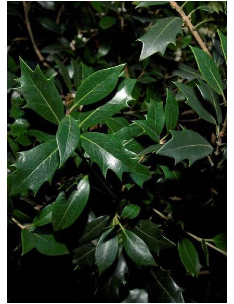OSMANTHUS heterophyllus (Osmanthe à feuilles de houx)