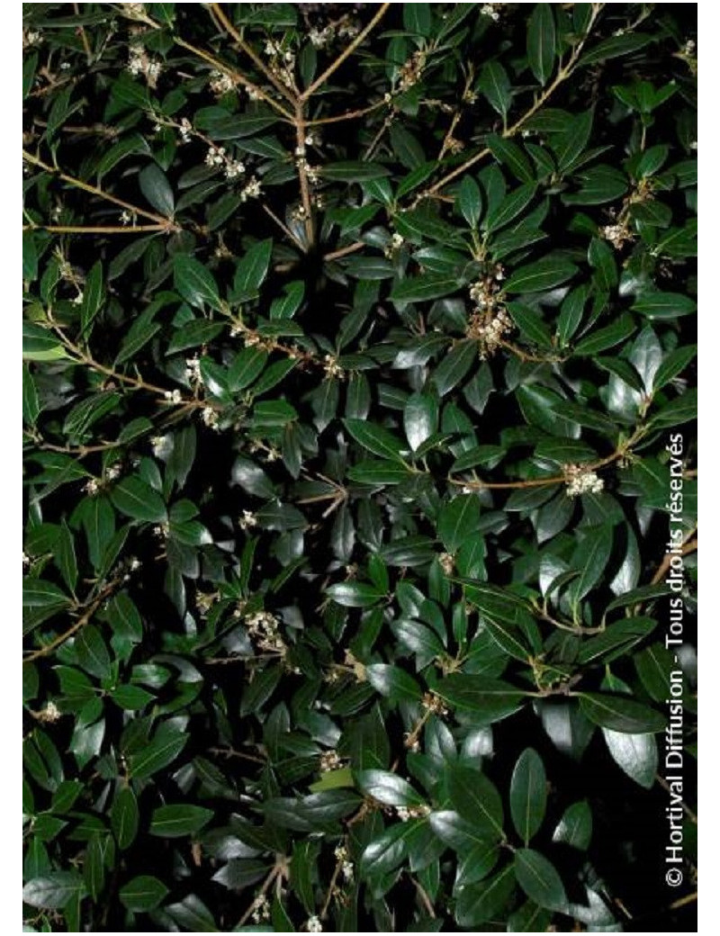 OSMANTHUS heterophyllus PURPUREUS (Osmanthe à feuilles de houx pourpre)