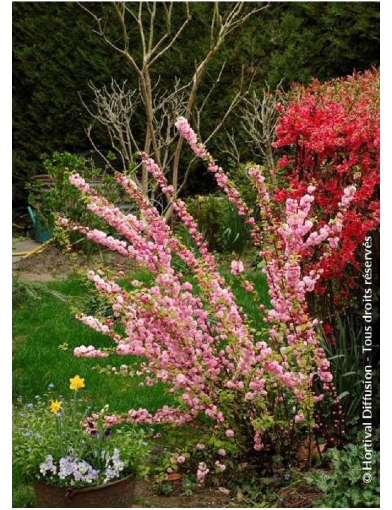 PRUNUS triloba MULTIPLEX (Amandier de Chine)