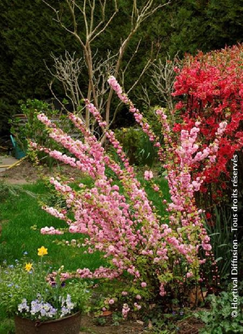 PRUNUS triloba MULTIPLEX