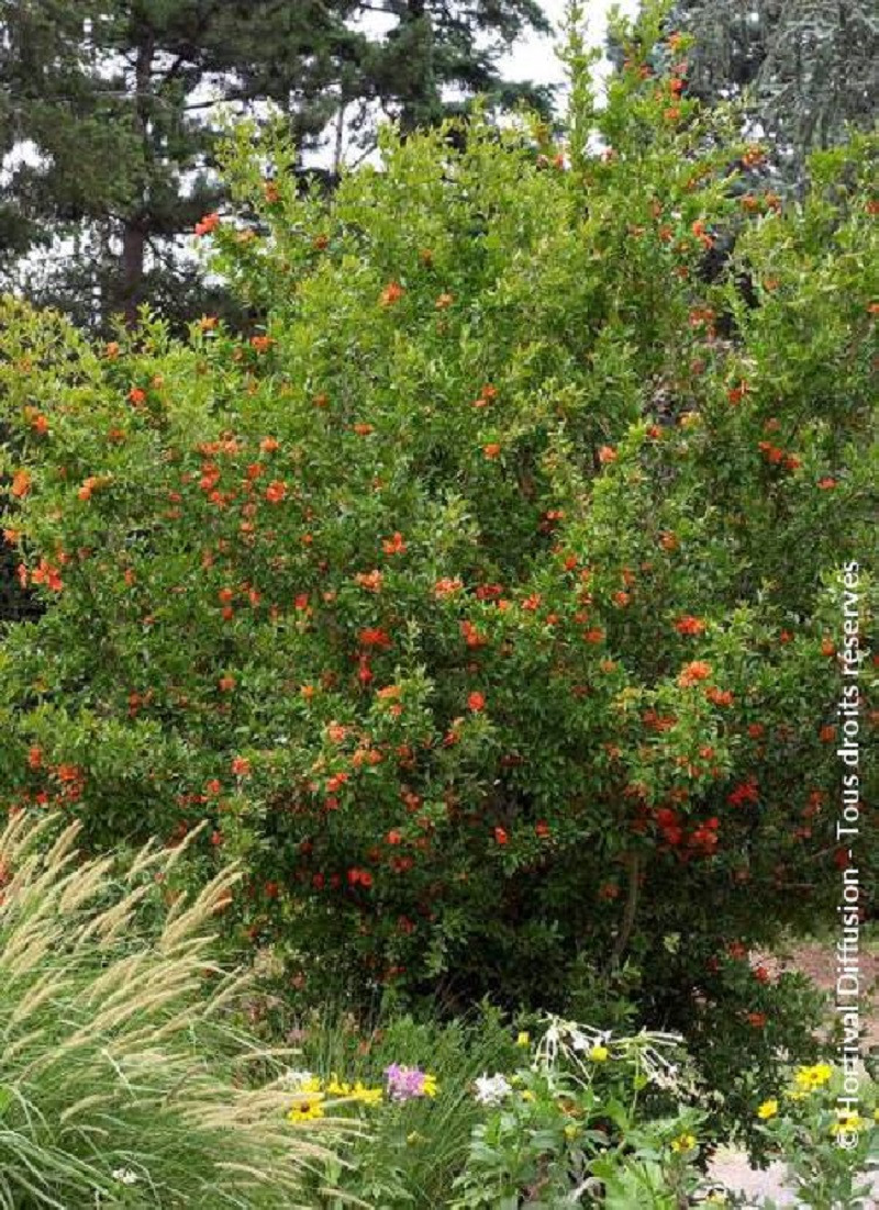 Grenadier De Punica Granatum Mes Principaux Cultivars De Grenadier grenadier-de-punica-granatum-mes-principaux-cultivars-de-grenadier
