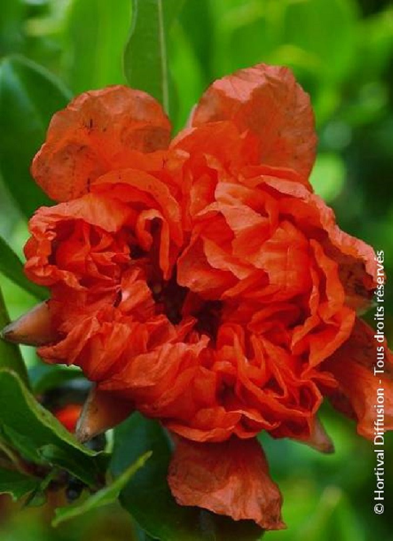 PUNICA granatum f. plena