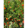 PUNICA granatum f. plena (Grenadier à fleurs doubles)1