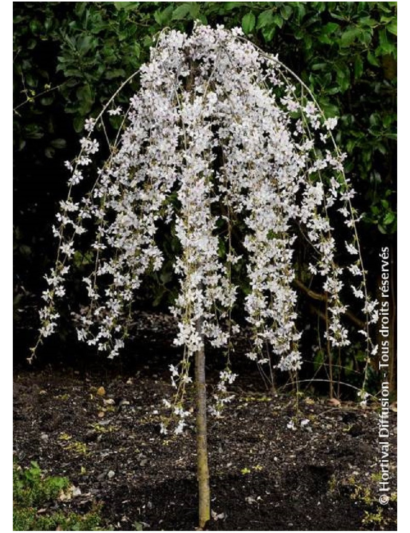 PRUNUS SNOW FOUNTAINS (Cerisier à fleurs du Japon)2