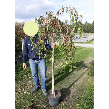 PRUNUS SNOW FOUNTAINS (Cerisier à fleurs du Japon) En pot de 10-12 litres forme tige hauteur du tronc 110-130 cm