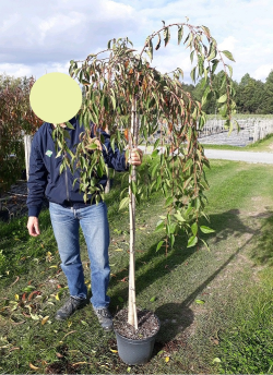 PRUNUS SNOW FOUNTAINS En pot de 10-12 litres forme tige hauteur du tronc 110-130 cm