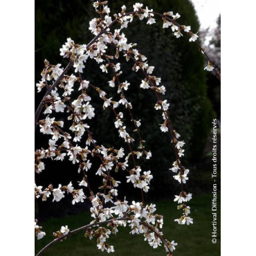 PRUNUS SNOW FOUNTAINS (Cerisier à fleurs du Japon)