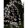 PRUNUS SNOW FOUNTAINS (Cerisier à fleurs du Japon)
