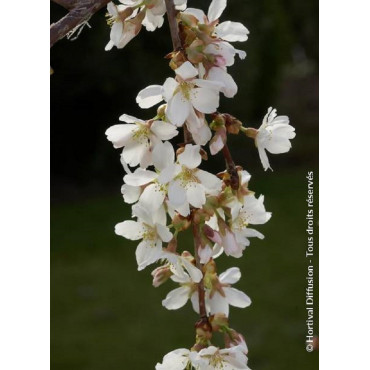 PRUNUS SNOW FOUNTAINS (Cerisier à fleurs du Japon)1