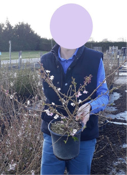 PRUNUS subhirtella AUTUMNALIS ROSEA En pot de 4-5 litres buisson hauteur 040-060 cm