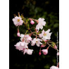 PRUNUS subhirtella AUTUMNALIS ROSEA (Cerisier du Japon)