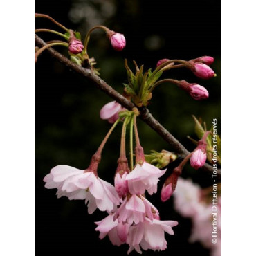 PRUNUS subhirtella AUTUMNALIS ROSEA (Cerisier du Japon)1
