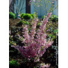 PRUNUS subhirtella FUKUBANA (Cerisier du Japon)1