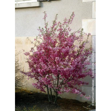 PRUNUS subhirtella FUKUBANA (Cerisier du Japon)