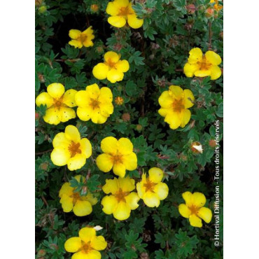 POTENTILLA fruticosa GOLDSTAR (Potentille)