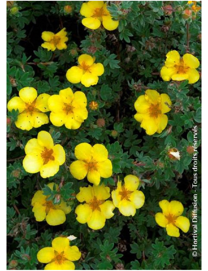 POTENTILLA fruticosa GOLDSTAR (Potentille)