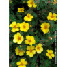 POTENTILLA fruticosa GOLDSTAR (Potentille)