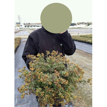 POTENTILLA fruticosa GOLDSTAR (Potentille) En pot de 4-5 litres forme buisson