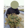 POTENTILLA fruticosa GOLDSTAR (Potentille) En pot de 4-5 litres forme buisson