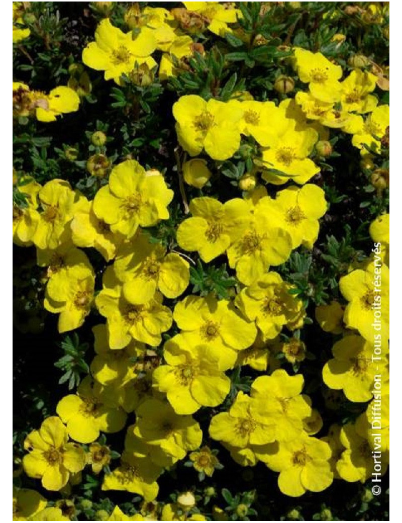 POTENTILLA fruticosa KOBOLD (Potentille)