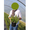 POTENTILLA fruticosa KOBOLD En pot de 4-5 litres
