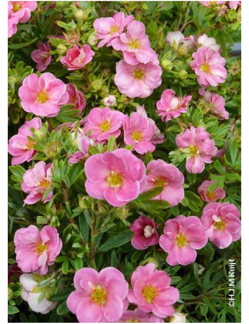 POTENTILLA fruticosa PINK PARADISE ® (Potentille)