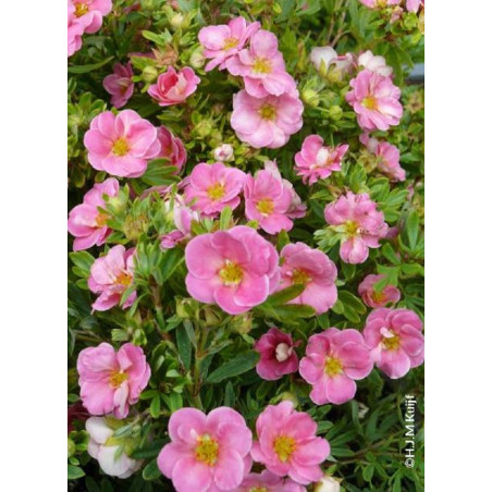 POTENTILLA fruticosa PINK PARADISE ® (Potentille)