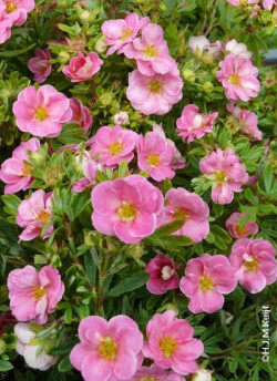 POTENTILLA fruticosa PINK PARADISE