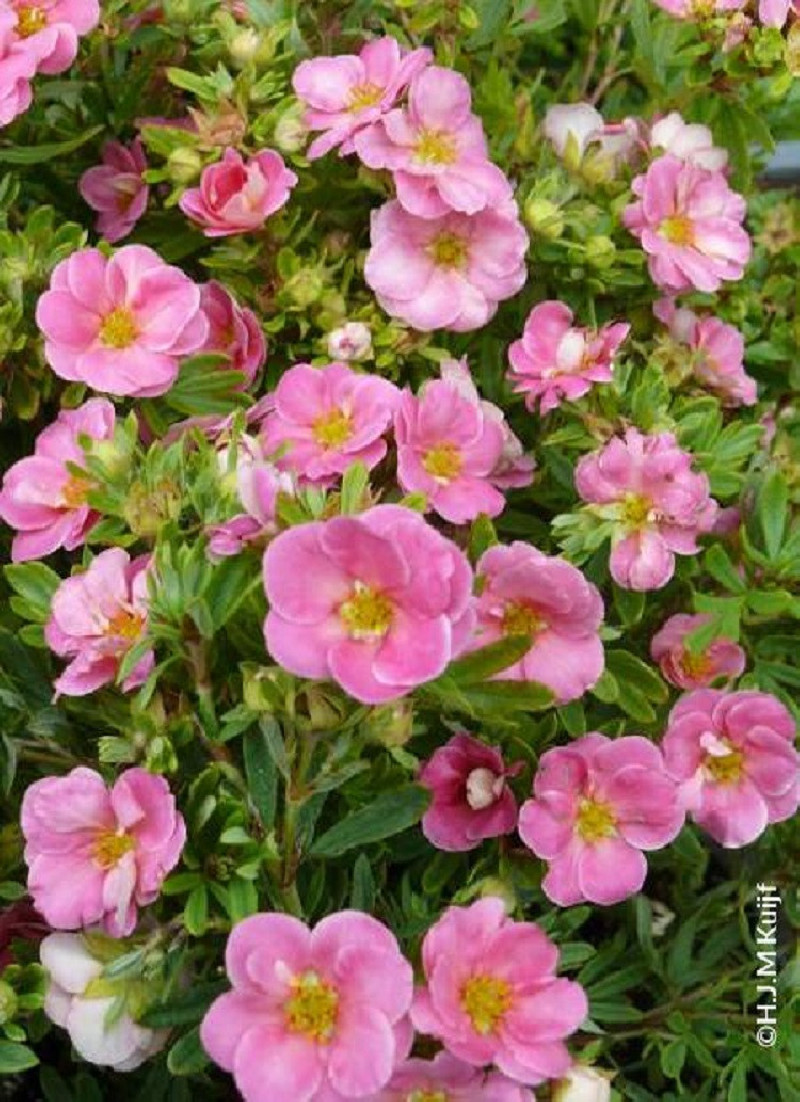 POTENTILLA fruticosa PINK PARADISE