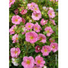 POTENTILLA fruticosa PINK PARADISE ® (Potentille)