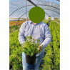 POTENTILLA fruticosa PINK PARADISE (R) En pot de 4-5 litres forme buisson