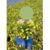 POTENTILLA fruticosa GOLDFINGER En pot de 4-5 litres forme buisson