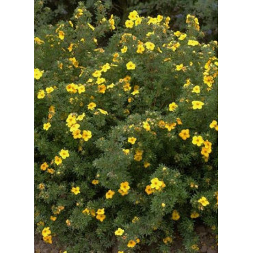 POTENTILLA fruticosa GOLDFINGER (Potentille)