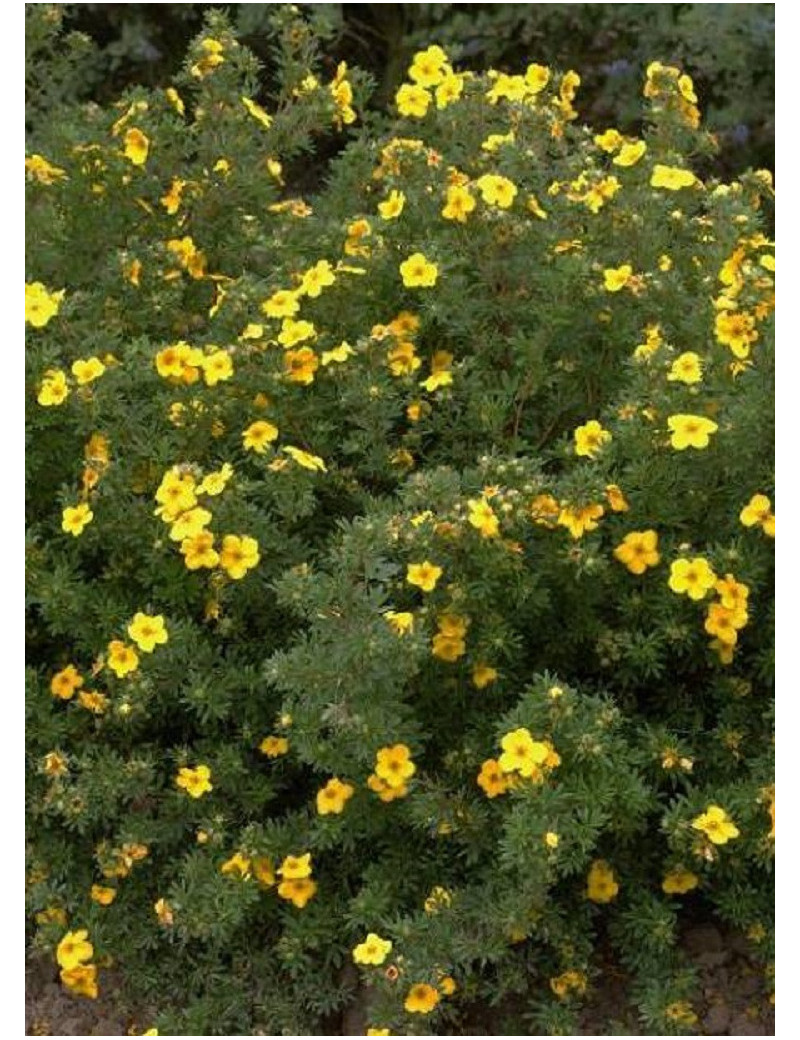 POTENTILLA fruticosa GOLDFINGER (Potentille)