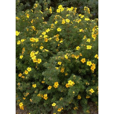 POTENTILLA fruticosa GOLDFINGER (Potentille)