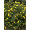 POTENTILLA fruticosa GOLDFINGER (Potentille)