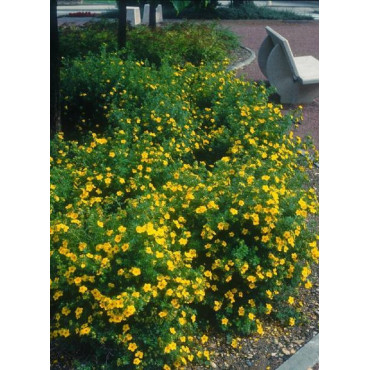 POTENTILLA fruticosa GOLDFINGER (Potentille)1