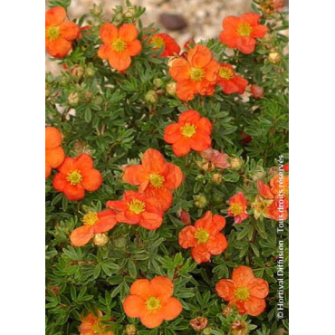 POTENTILLA fruticosa RED JOKER (Potentille)