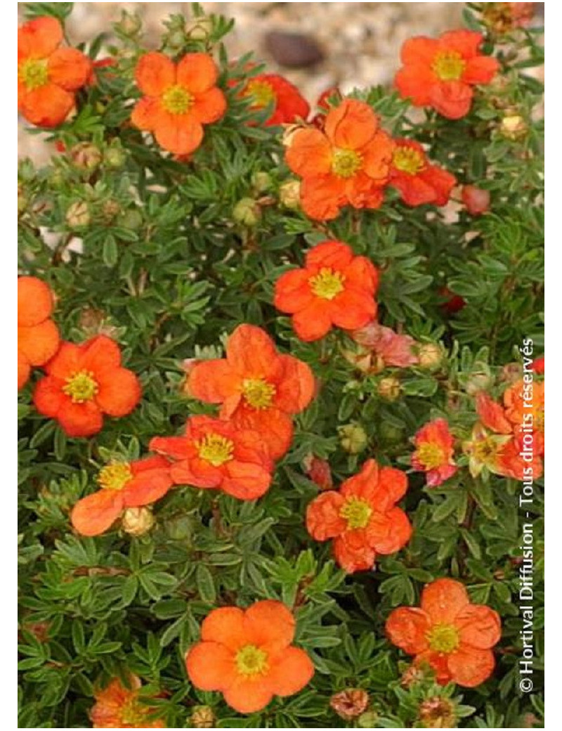 POTENTILLA fruticosa RED JOKER (Potentille)