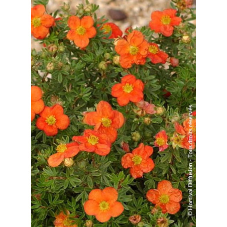 POTENTILLA fruticosa RED JOKER (Potentille)