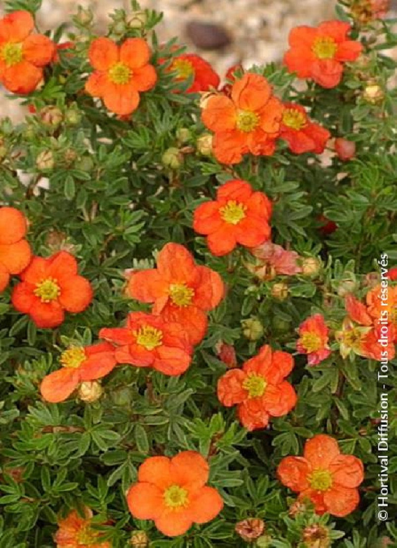 POTENTILLA fruticosa RED JOKER