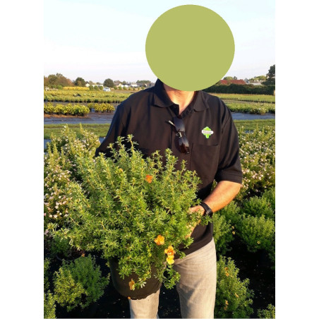 POTENTILLA fruticosa RED JOKER (Potentille)