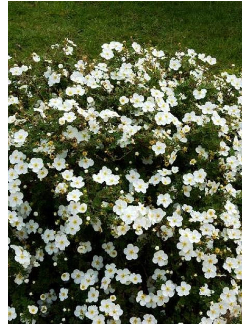 POTENTILLA fruticosa ABBOTSWOOD1