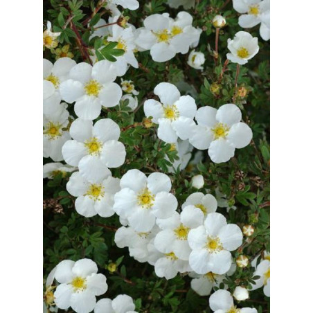 POTENTILLA fruticosa ABBOTSWOOD (Potentille)